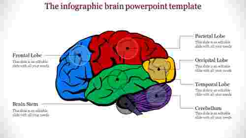 brain powerpoint template-The infographic brain powerpoint template